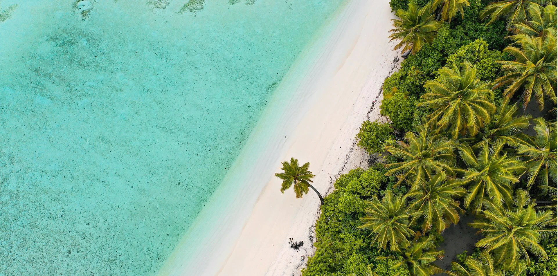 Turquoise sea and a palm-lined tropical beach